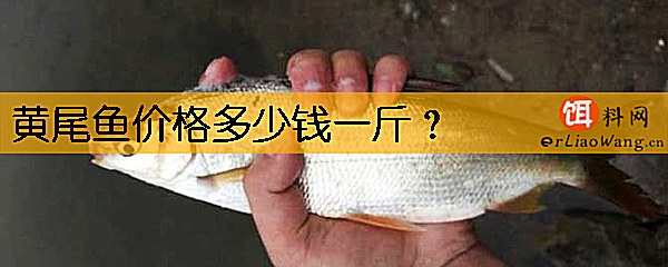 黄尾鱼价格多少钱一斤