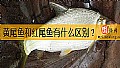 《黄尾鱼和红尾鱼有什么区别？》封面图