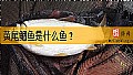 《黄尾鲴鱼是什么鱼？》封面图