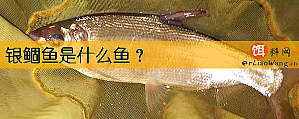银鲴鱼是什么鱼