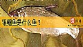 《银鲴鱼是什么鱼？》封面图