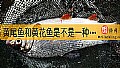 《黄尾鱼和黄花鱼是不是一种鱼？》封面图