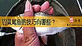 《钓黄尾鱼的技巧有哪些？》封面图