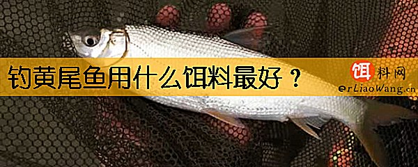 钓黄尾鱼用什么饵料最好