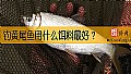 《钓黄尾鱼用什么饵料最好?》封面图