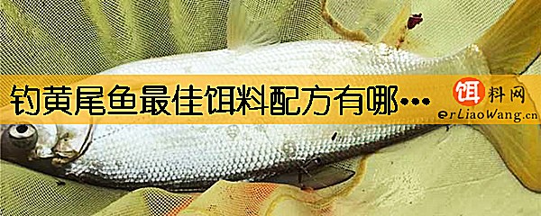 钓黄尾鱼最佳饵料配方有哪些