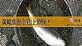 《黄尾鱼怎么钓上鱼快?》封面图