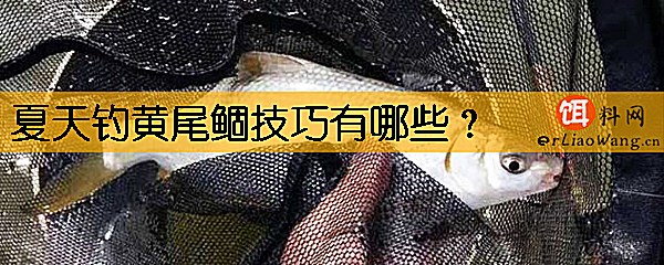 夏天钓黄尾鲴技巧有哪些