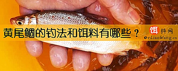黄尾鲴的钓法和饵料有哪些