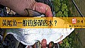 《黄尾鱼一般钓多深的水？》封面图