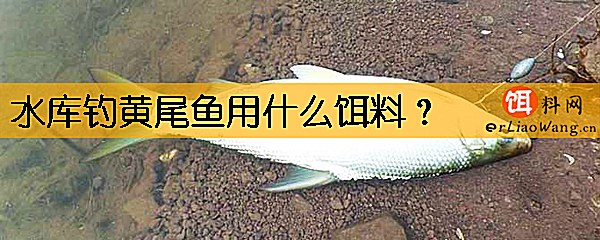 水库钓黄尾鱼用什么饵料