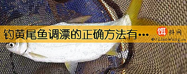 钓黄尾鱼调漂的正确方法有哪些