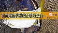 《钓黄尾鱼调漂的正确方法有哪些？》封面图
