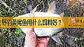 《野钓黄尾鱼用什么饵料好？》封面图