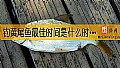 《钓黄尾鱼最佳时间是什么时候？》封面图