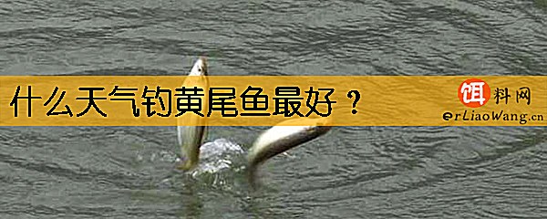 什么天气钓黄尾鱼最好