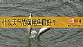 什么天气钓黄尾鱼最好？