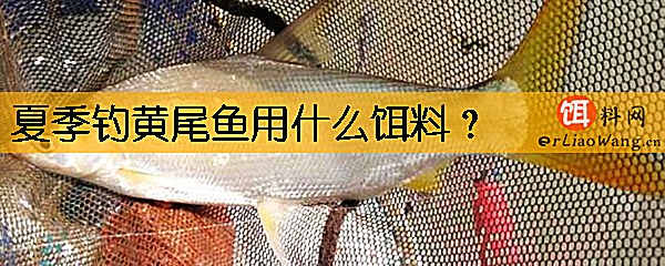 夏季钓黄尾鱼用什么饵料