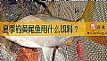 夏季钓黄尾鱼用什么饵料？