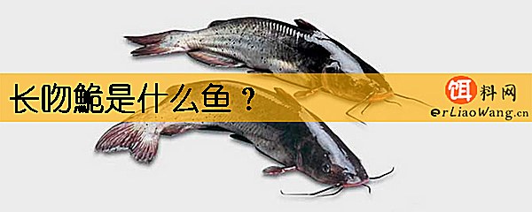 长吻鮠是什么鱼
