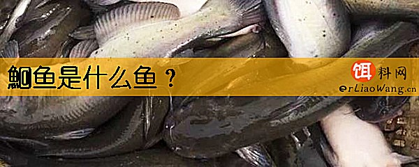 鮰鱼是什么鱼