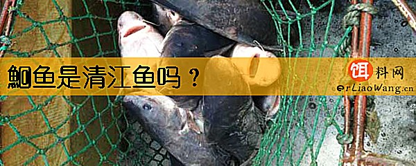 鮰鱼是清江鱼吗