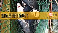 《鮰鱼是清江鱼吗?》封面图