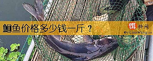 鮰鱼价格多少钱一斤