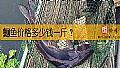 《鮰鱼价格多少钱一斤?》封面图