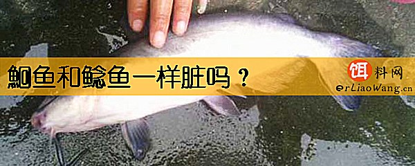 鮰鱼和鲶鱼一样脏吗