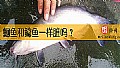 《鮰鱼和鲶鱼一样脏吗?》封面图