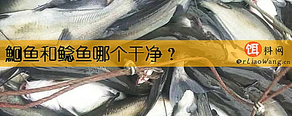 鮰鱼和鲶鱼哪个干净