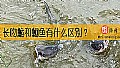 《长吻鮠和鮰鱼有什么区别?》封面图