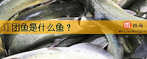 江团鱼是什么鱼