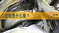 《江团鱼是什么鱼？》封面图
