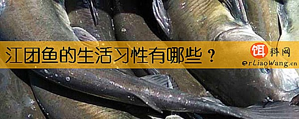 江团鱼的生活习性有哪些