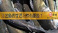 《江团鱼的生活习性有哪些？》封面图