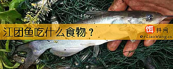 江团鱼吃什么食物