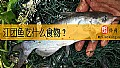 《江团鱼吃什么食物？》封面图
