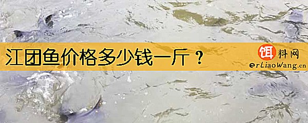 江团鱼价格多少钱一斤