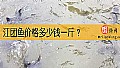 《江团鱼价格多少钱一斤？》封面图