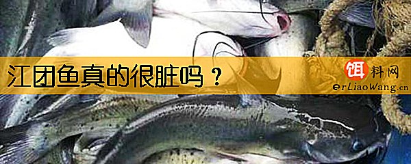 江团鱼真的很脏吗
