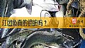 《江团鱼真的很脏吗？》封面图