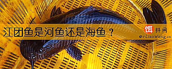 江团鱼是河鱼还是海鱼