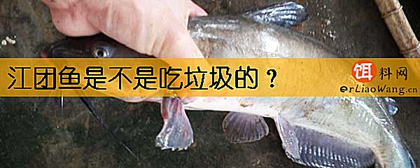 江团鱼是不是吃垃圾的