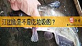 《江团鱼是不是吃垃圾的？》封面图