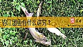 钓江团鱼有什么讲究？