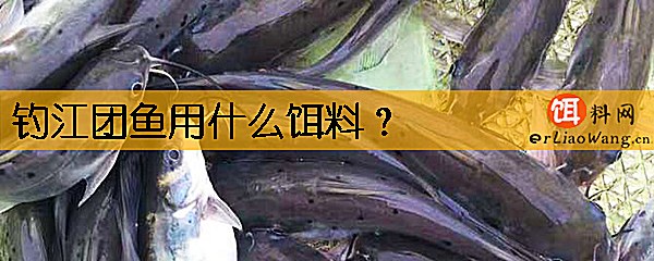 钓江团鱼用什么饵料