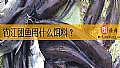 钓江团鱼用什么饵料？