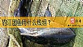 钓江团鱼用什么线组？